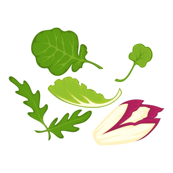 Zdravé bio salát listy kreslený — Stockový vektor
