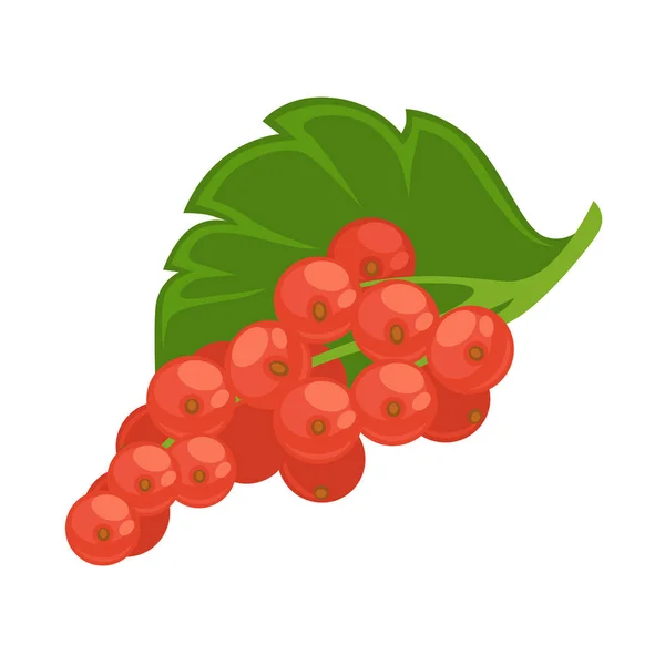 Gesunde saure rote Johannisbeere mit grünem Blatt — Stockvektor