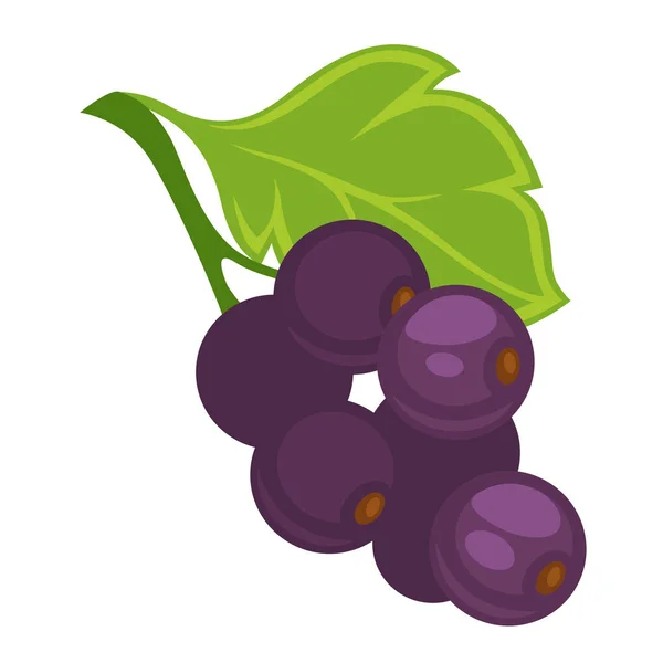 Фіолетовий смородини ягоди — стоковий вектор