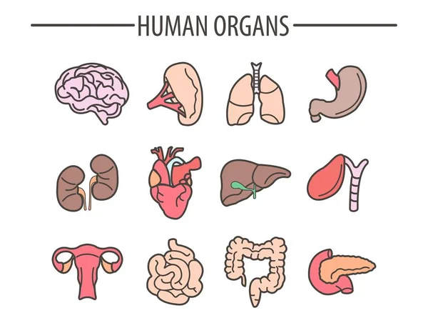 Conjunto de órgãos humanos — Vetor de Stock