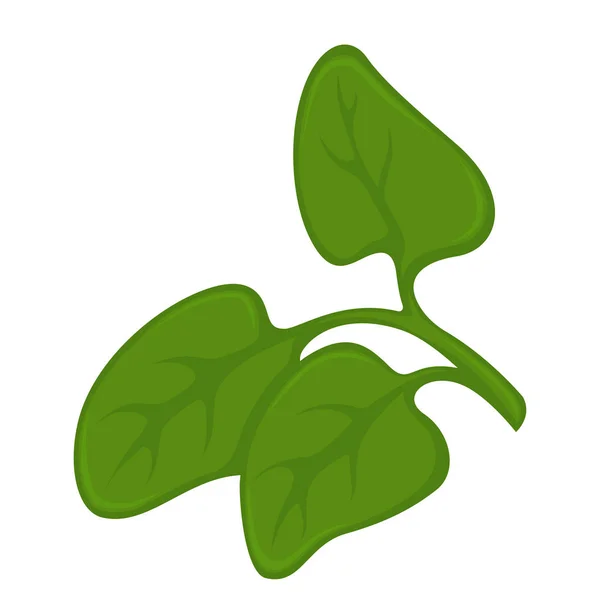 Зеленые листья на растении — стоковый вектор