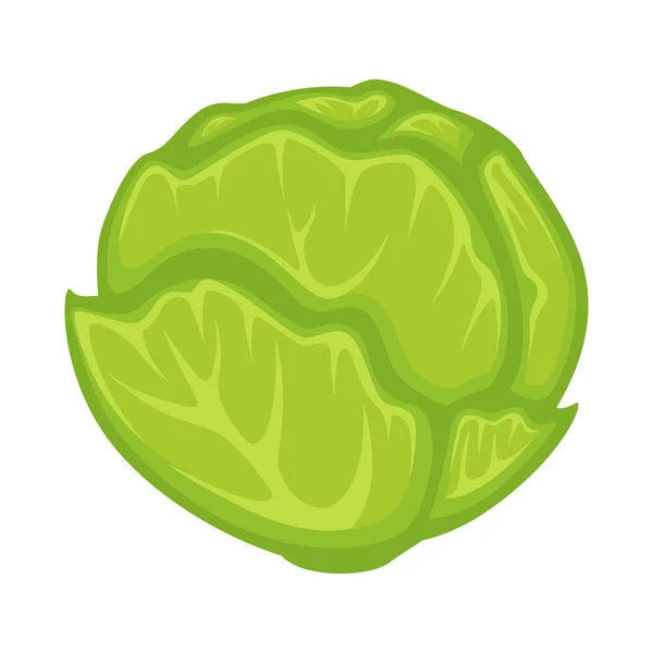 Green fresh cabbage — Stock Vector