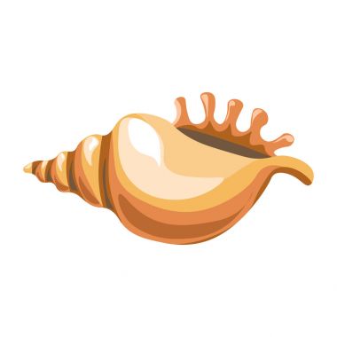 Sualtı güzel kabuk 
