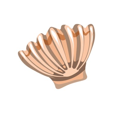 Sualtı güzel kabuk 