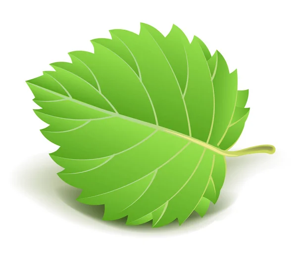 Grünes frisches Blatt — Stockvektor