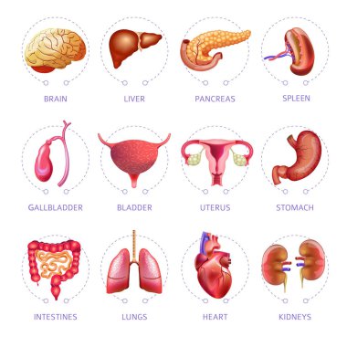İnsan vücudu iç organları  