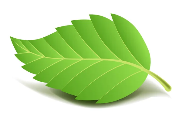 Зеленый лист дерева — стоковый вектор