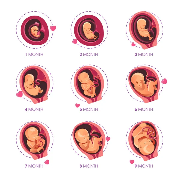 Embryo maand fase groei infographic — Stockvector