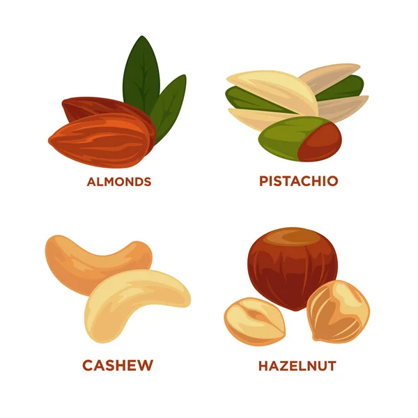 Conjunto de nueces maduras y semillas — Vector de stock