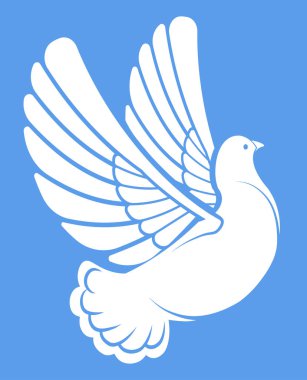 basit beyaz güvercin kuşu