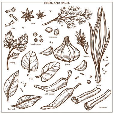 Baharat ve baharat otlar simgeler kroki. Karabiber, karanfil ve anason lezzet, sarımsak ve biberiye çeşni, tarçın yemek veya Soğan pırasa ve defne yaprağı veya maydanoz izole vektör kümesi