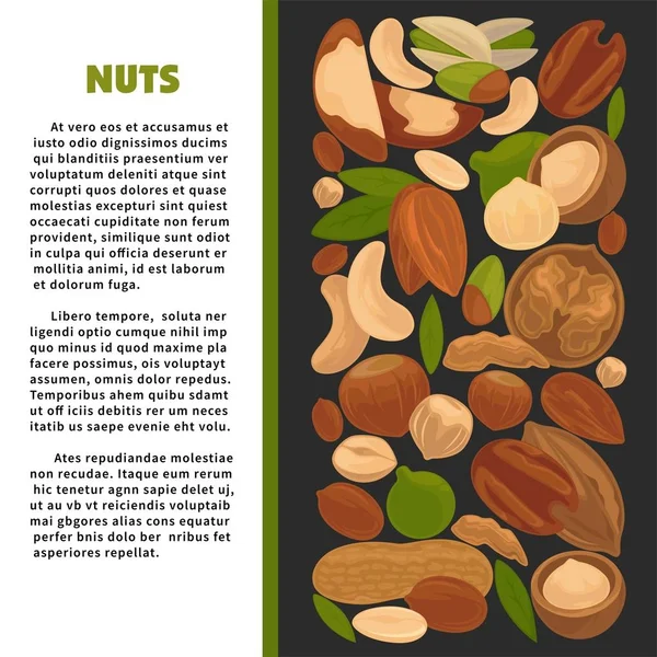 Nuts nutrition information vector poster of raw nut diet organic food — Stock Vector