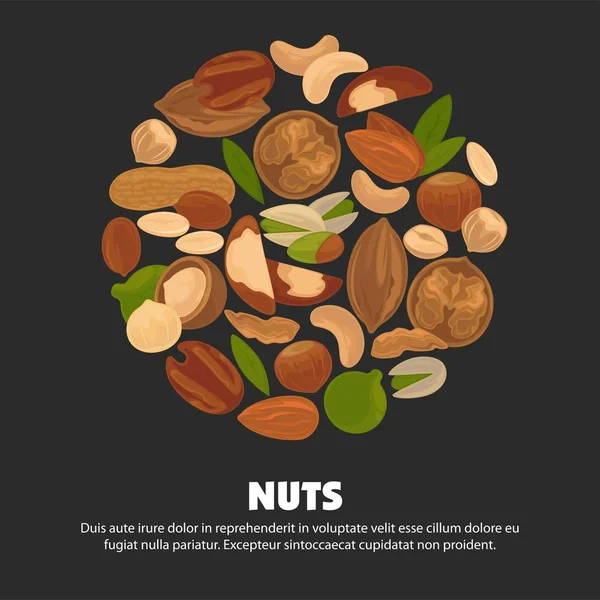 Todas Las Especies Nueces Dentro Gran Círculo Póster Promocional Con — Vector de stock