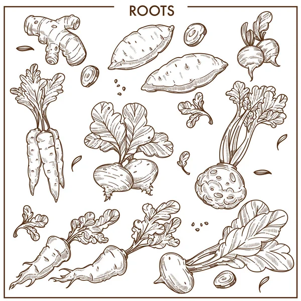Root Verdure Schizzo Icone Set Isolato Vettoriale Radice Zenzero Vegetariano — Vettoriale Stock