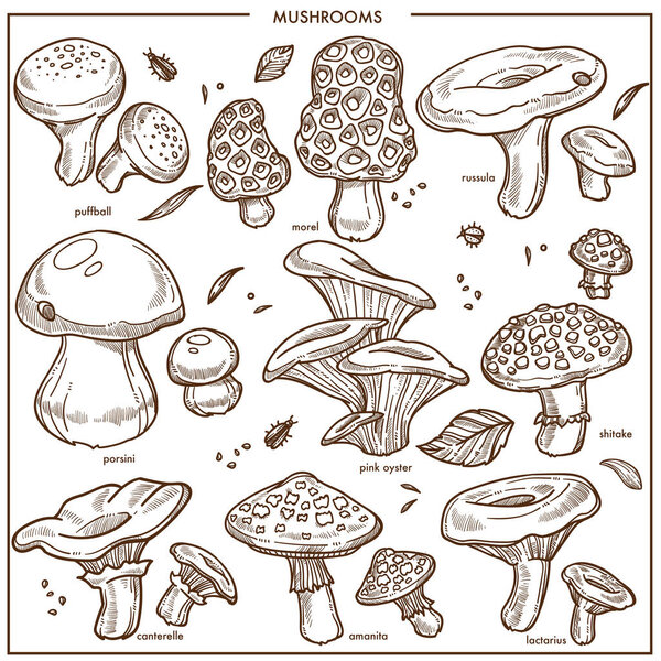 Mushrooms sketch icons. Vector edible champignon, chanterelle or morels and porcini cep mushroom, boletus and forest russula or puffball, poisonous amanita and lactarius or shiitake