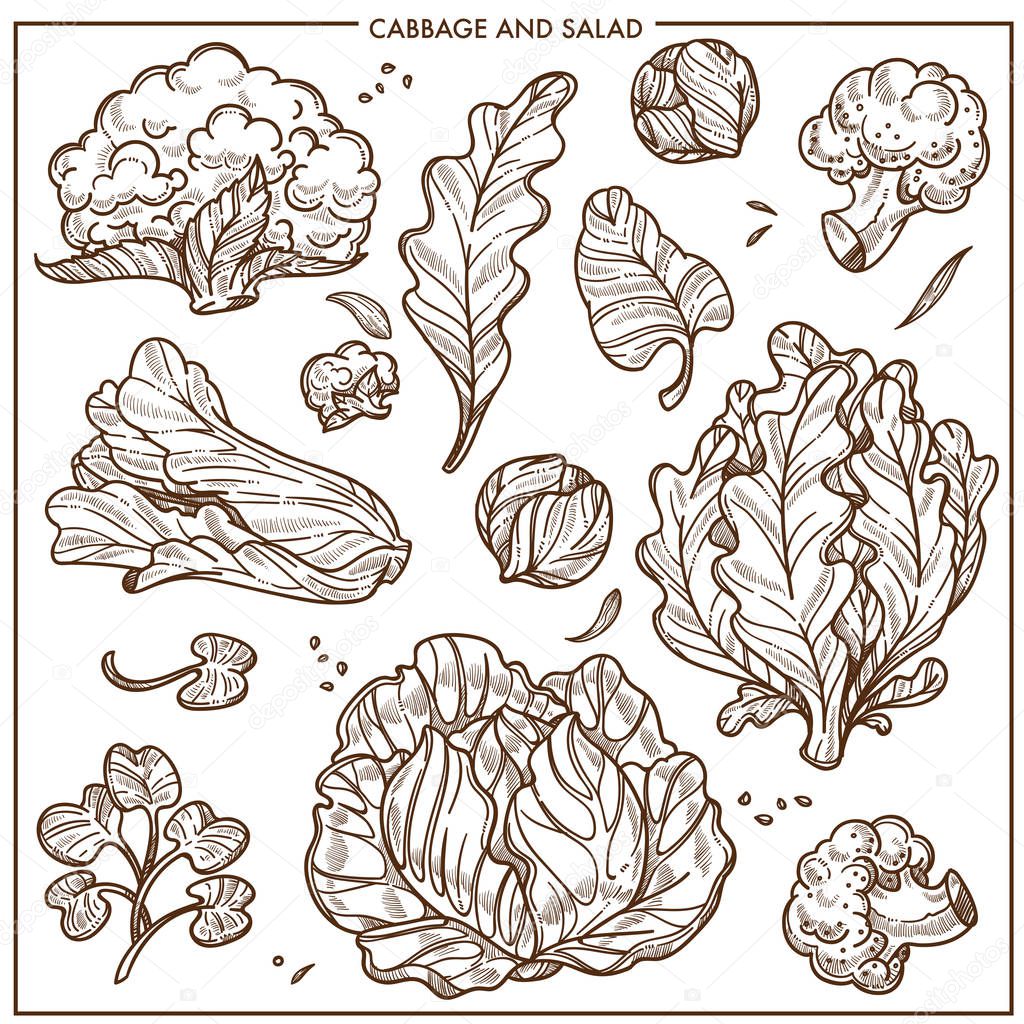 Salad lettuce and cabbages vegetables sketch icons. Vector isolated white cauliflower or broccoli cabbage, iceberg salad leaf and oakleaf or sorrel, spinach and watercress cole and kale veggies