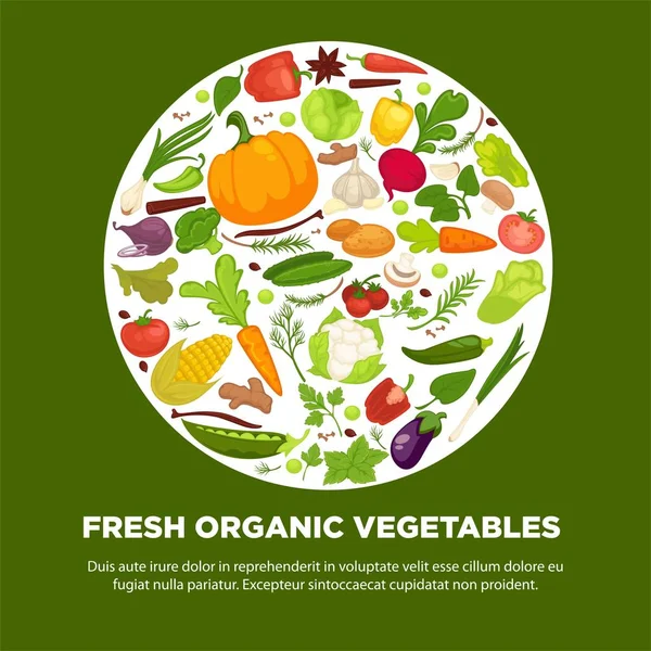 Vegetables Healthy Food Poster Organic Veggie Fresh Healthy Cabbage Vegetarian — Stock Vector