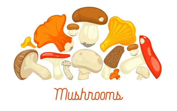 Svamp ätliga svampar affisch. — Stock vektor