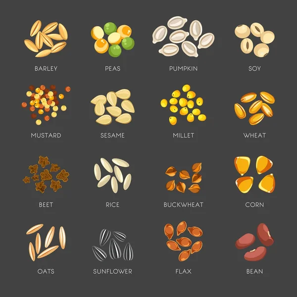 Мелкий Горох Сладкая Тыква Диетическая Соя Пряная Горчица Золотой Просо — стоковый вектор