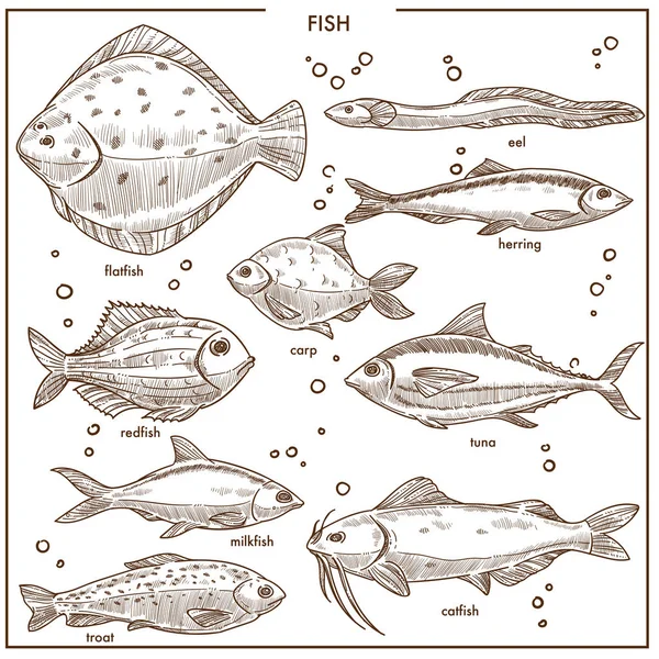 물고기 잉어의 이름이 스케치 손으로 그린의 그리고 해산물이 시장에 물고기 — 스톡 벡터