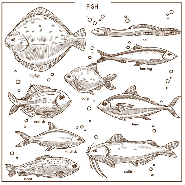 Esquisse Des Espèces Poissons Avec Des Noms Carpe Rivière Poisson — Image vectorielle