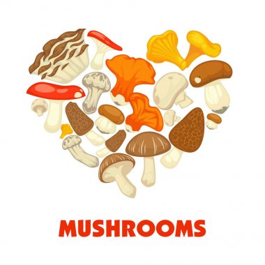 Mantarlar yenilebilir mantar poster. Vektör düz champignon ve çörek veya orman Cantharellus cibarius ve ıstakoz mantar, egzotik Matsutake veya matsutake ve shiitake, morels ve russula veya gurme truffle