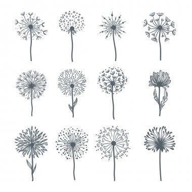 İhale vahşi kara hindiba çiçek açan tüm aşamaları