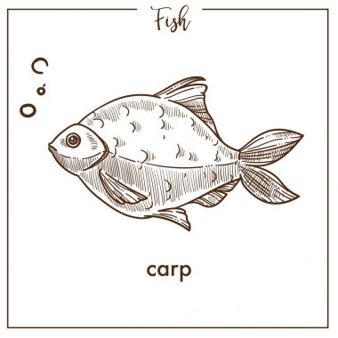 Sazan balık simgesi beyaz arka plan üzerinde izole kroki.