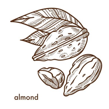 Lezzetli tropikal badem fındık kabuğundaki küçük yaprakları ile.