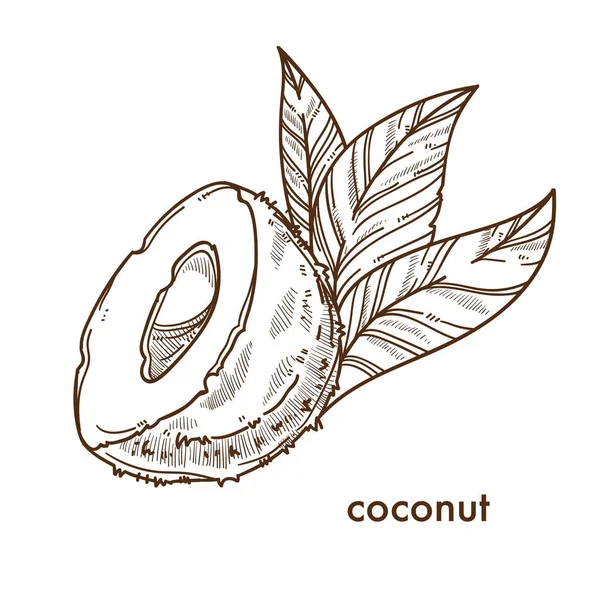 Hälften Naturlig Kokos Med Små Palmer Lämnar — Stock vektor