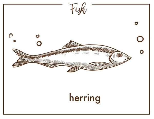 Herring Sketch Fish Icon Isolated White Background — Stock Vector