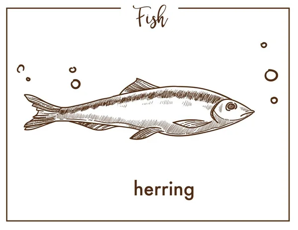 Esquisse Hareng Icône Poisson Isolé Sur Fond Blanc — Image vectorielle