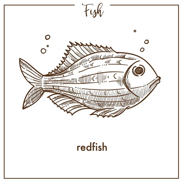 Redfish Ícone Peixe Esboço Isolado Fundo Branco — Vetor de Stock