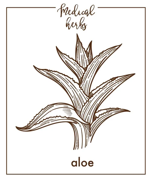 Σκίτσο Του Aloe Ιατρικό Βότανο Λευκό Φόντο — Διανυσματικό Αρχείο