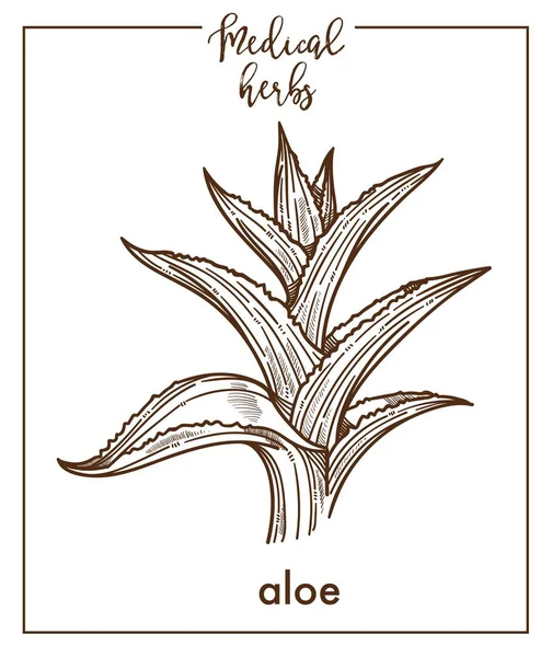 Bosquejo Aloe Hierba Médica Sobre Fondo Blanco — Vector de stock