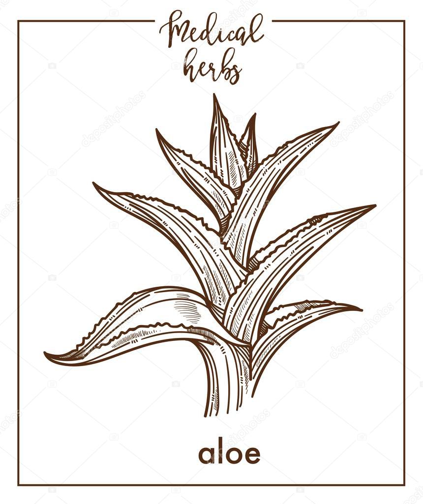 Sketch of Aloe medical herb on white background