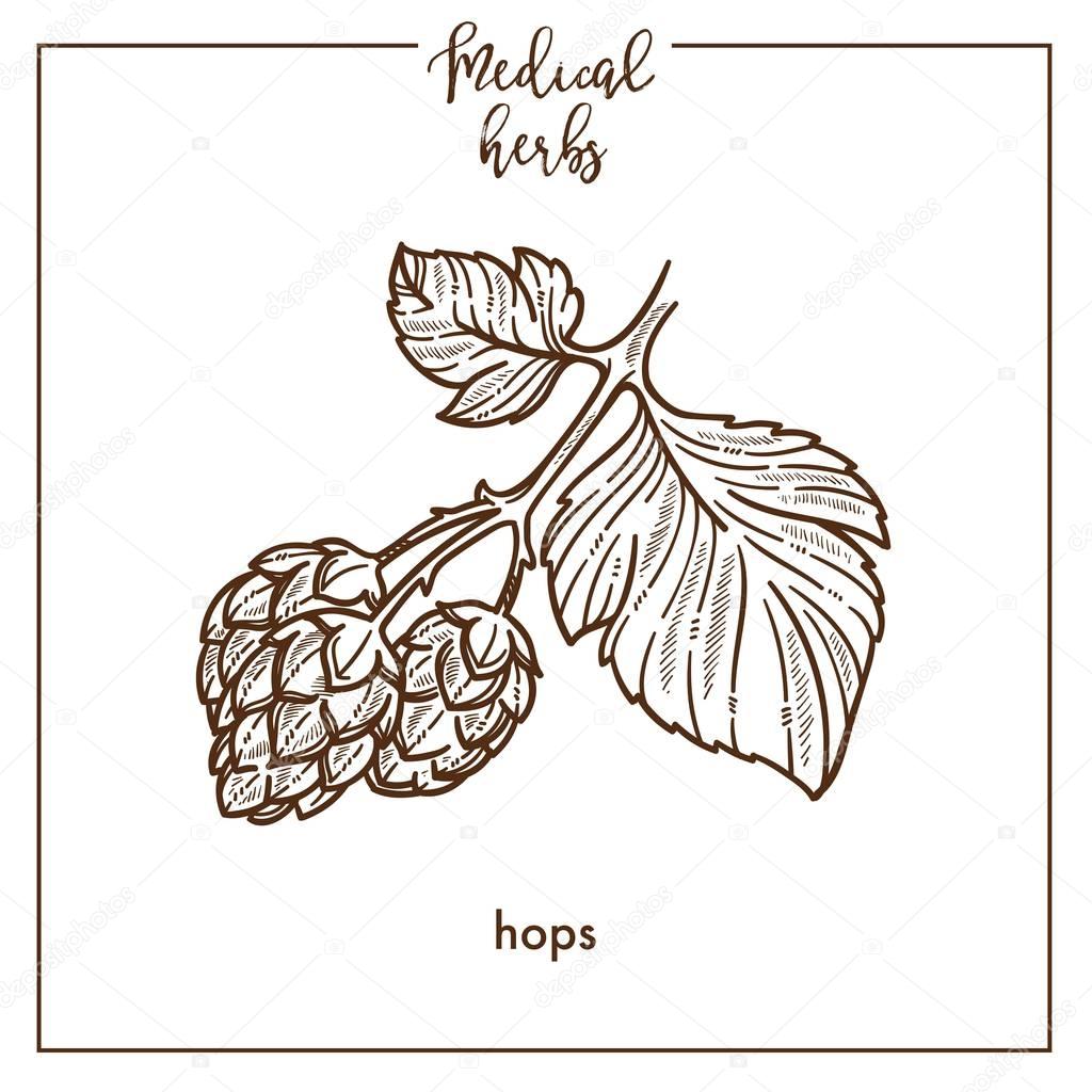 Sketch of Hops medical herb on white background