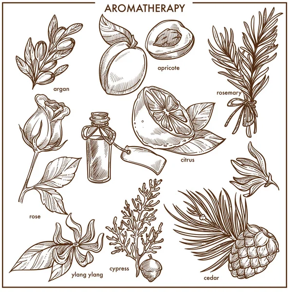 芳香疗法成分单色草图 Argan 成熟杏 芳烃迷迭香 新鲜柑橘 嫩玫瑰 异国依兰依兰 健康柏树和草本雪松矢量插图 — 图库矢量图片