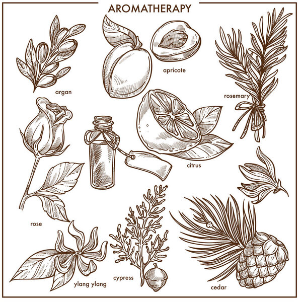 Aromatherapy ingredients monochrome sketches. Branch of argan, ripe apricot, aromatics rosemary, fresh citrus, tender rose, exotic ylang ylang, healthy cypress and herbal cedar vector illustrations.