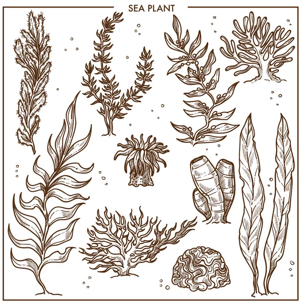 Deniz bitki uzun kaynaklanıyor olsa veya sert dış yüzey ile. Ortak deniz yosunu, derin su organizmalar ve keskin mercan. Beyaz arka plan üzerinde ayarla sualtı bitki örtüsü izole karikatür tek renkli vektör çizimler.