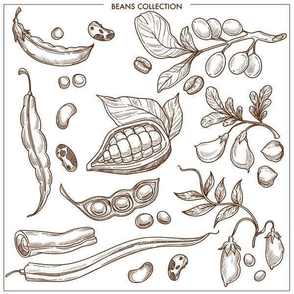 天然有机豆类单色收藏 成熟的豌豆 芳香的咖啡植物 健康的扁豆和长薄辣椒孤立卡通平面单色矢量插图白色背景 — 图库矢量图片