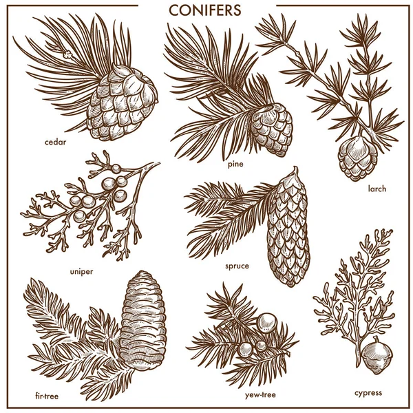 Натуральні Хвойні Рослини Гілках Монохромної Колекції Ароматичний Кедр Звичайна Сосна — стоковий вектор