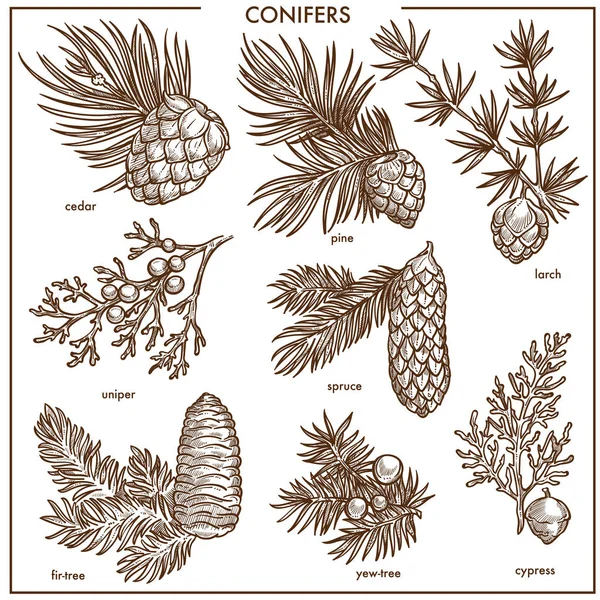 Coníferas Naturales Sobre Ramas Colección Monocromática Cedro Aromático Pino Común — Vector de stock