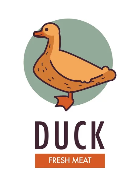 Logotipo Comercial Carne Fresca Pato Com Pássaro Doméstico Aves Capoeira — Vetor de Stock
