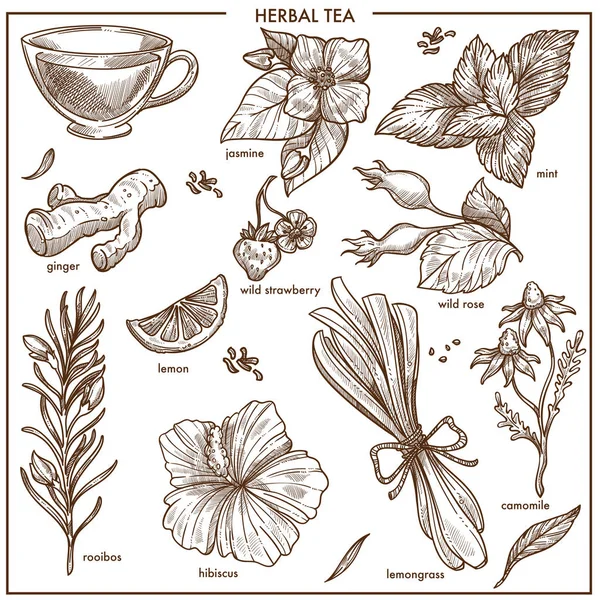 ハーブティー オリエンタル ジャスミン 新鮮なミントの香り 健康生姜 野生のイチゴとローズ 優しいカモミールとエキゾチックなレモングラス スパイシーなハイビスカス レモン スライス芳香族ルイボス — ストックベクタ