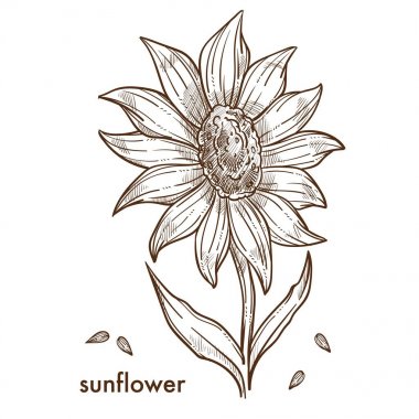 Olgun ayçiçeği büyük çiçek ve tohum tek renkli kroki ile. Kabuk ve petrol izole karikatür düz vektör çizim beyaz arka plan üzerinde pişirmek için yemeklik tahıl üreten alanda yetiştirilen bitki.