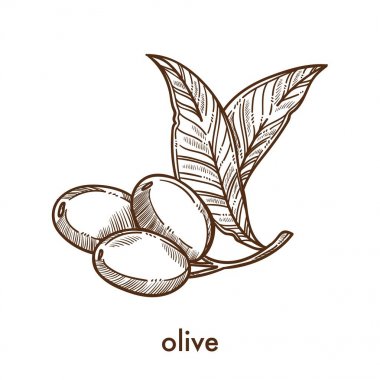 Zeytin ile küçük kök üzerinde tek renkli kroki bırakır. Çok fazla yağ içeren ve yemekleri izole karikatür düz vektör çizim beyaz zemin üzerine baharat için kullanılan meyve sıcak ülkelerden.