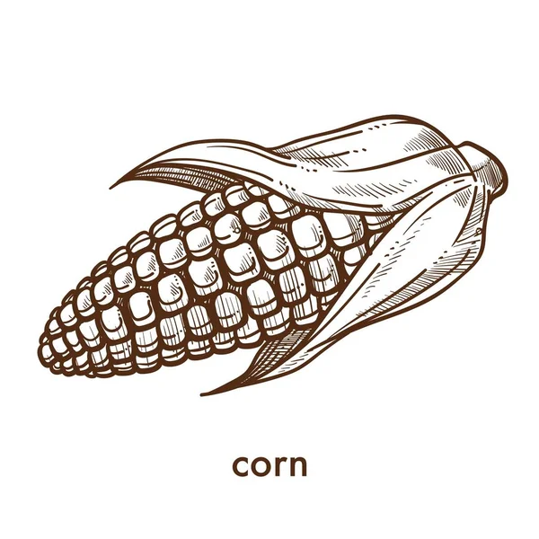 Созревшее Органическое Ухо Кукурузы Выращенное Монохромном Рисунке Вкусный Натуральный Овощ — стоковый вектор