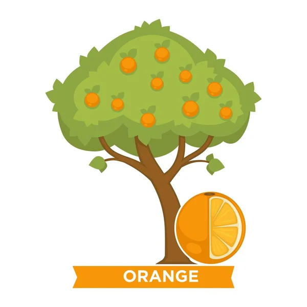 熟した果実と傾斜トランク上の緑の葉とオレンジの木 ジューシーなオーガニック農場で栽培します 白い背景に分離されたおいしい料理漫画フラット ベクトル図をもたらす植物 — ストックベクタ