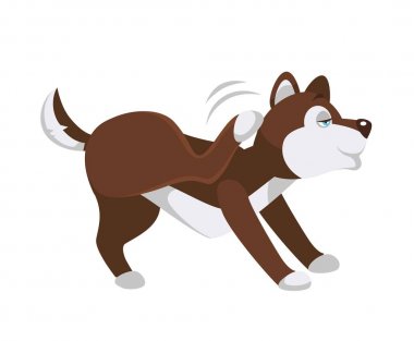 Husky köpek çizikler kulak arka bacak ile arkasında. Yerli memeli geçici hayvan şeyi yapar. Saf ırk hareket izole karikatür düz vektör çizim beyaz arka plan üzerinde kabarık dost evde beslenen hayvan.